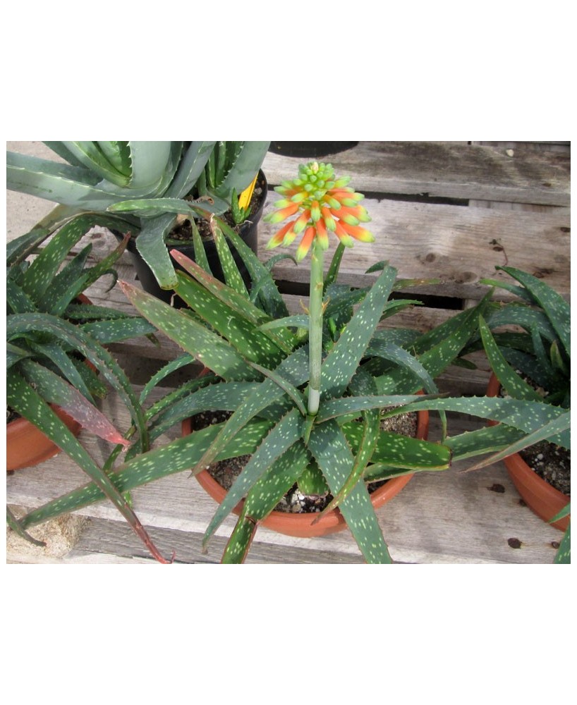 Kuentz-cactus  - Aloe zubb (ex Aloe sinkatana) - Pot 14 cm