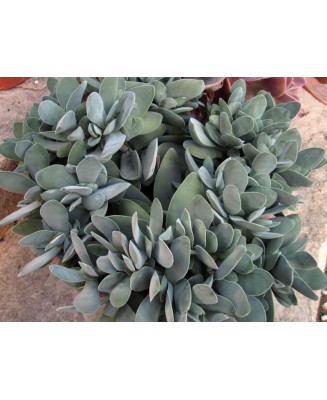 Kuentz-cactus  - Crassula cotyledonis (Crassula dubia) - Pot 10 cm