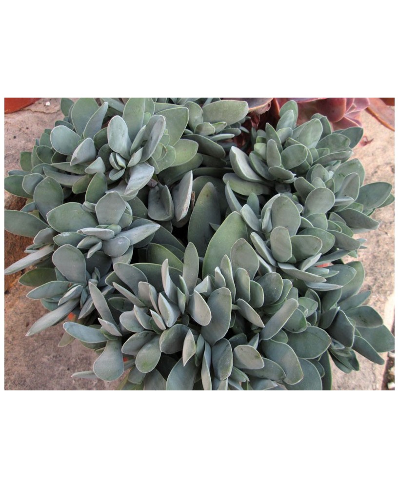 Kuentz-cactus  - Crassula cotyledonis (Crassula dubia) - Pot 10 cm