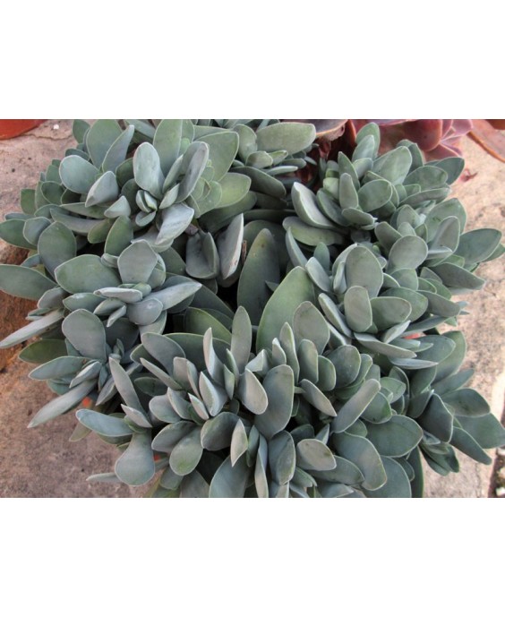 Kuentz-cactus  - Crassula cotyledonis (Crassula dubia) - Pot 10 cm