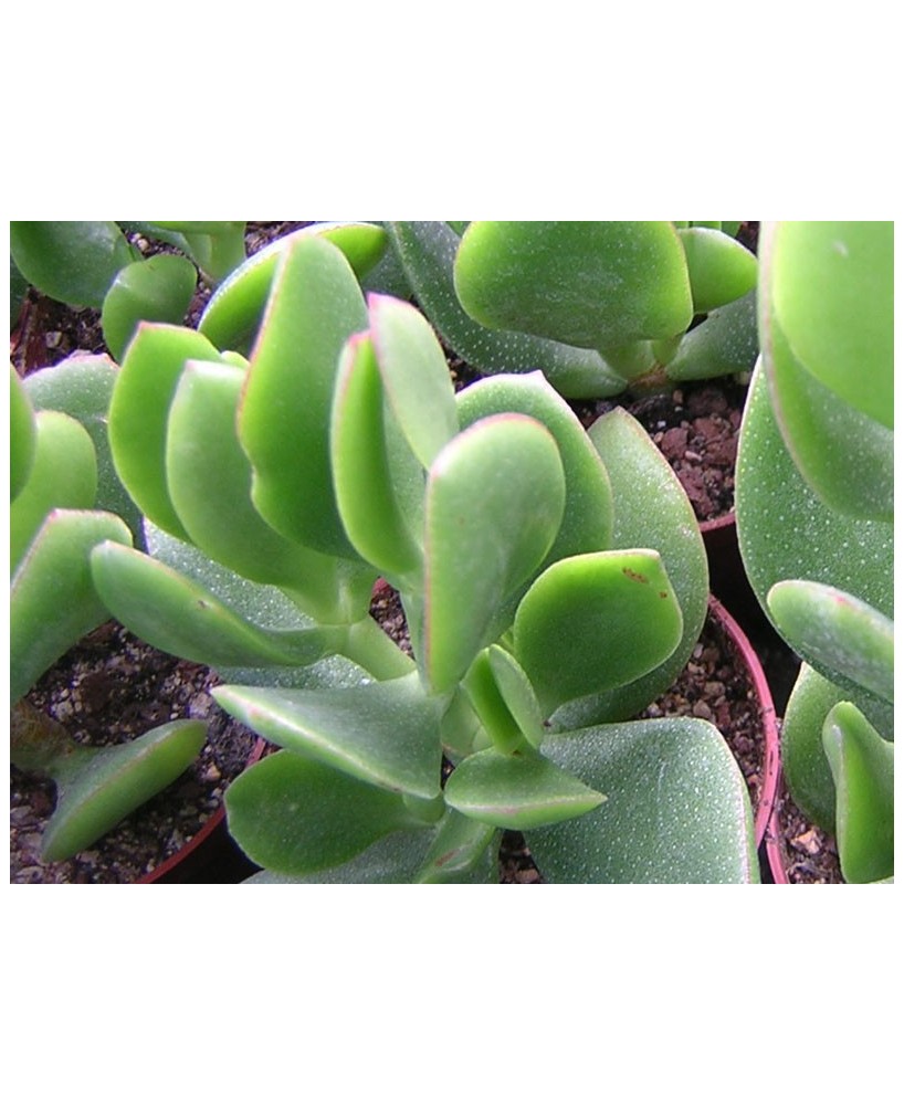 Kuentz-cactus  - Crassula ovata 'Obliqua' - Pot  6 cm