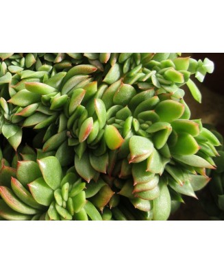 Kuentz-cactus  - Echeveria x gilva 'Gilva' forme cristata - Pot  6 cm