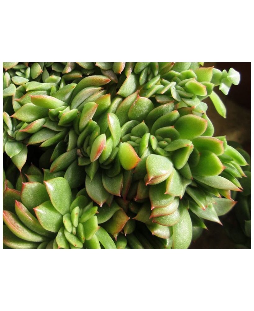 Kuentz-cactus  - Echeveria x gilva 'Gilva' forme cristata - Pot  6 cm