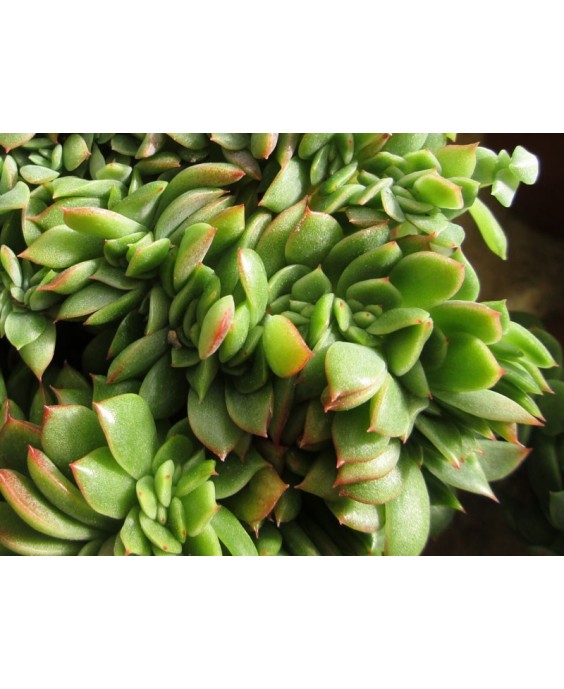 Kuentz-cactus  - Echeveria x gilva 'Gilva' forme cristata - Pot  6 cm