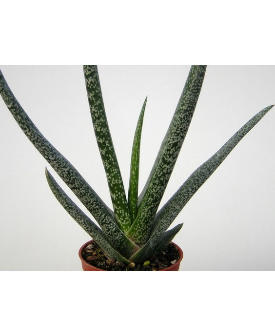 Kuentz-cactus  - Gasteria bicolor - Pot 10 cm