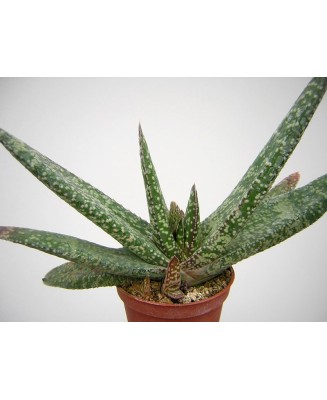 Kuentz-cactus  - Gasteria carinata  'Dicta' - Pot  6 cm
