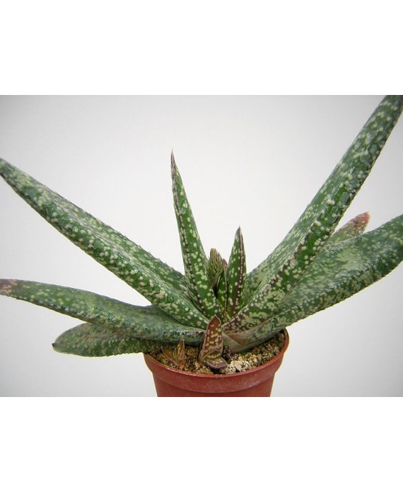 Kuentz-cactus  - Gasteria carinata  'Dicta' - Pot  6 cm