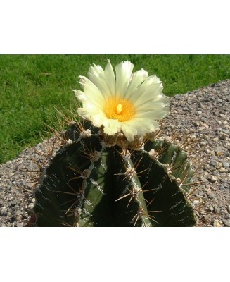 Kuentz-cactus  - Astrophytum ornatum - Pot  5 cm