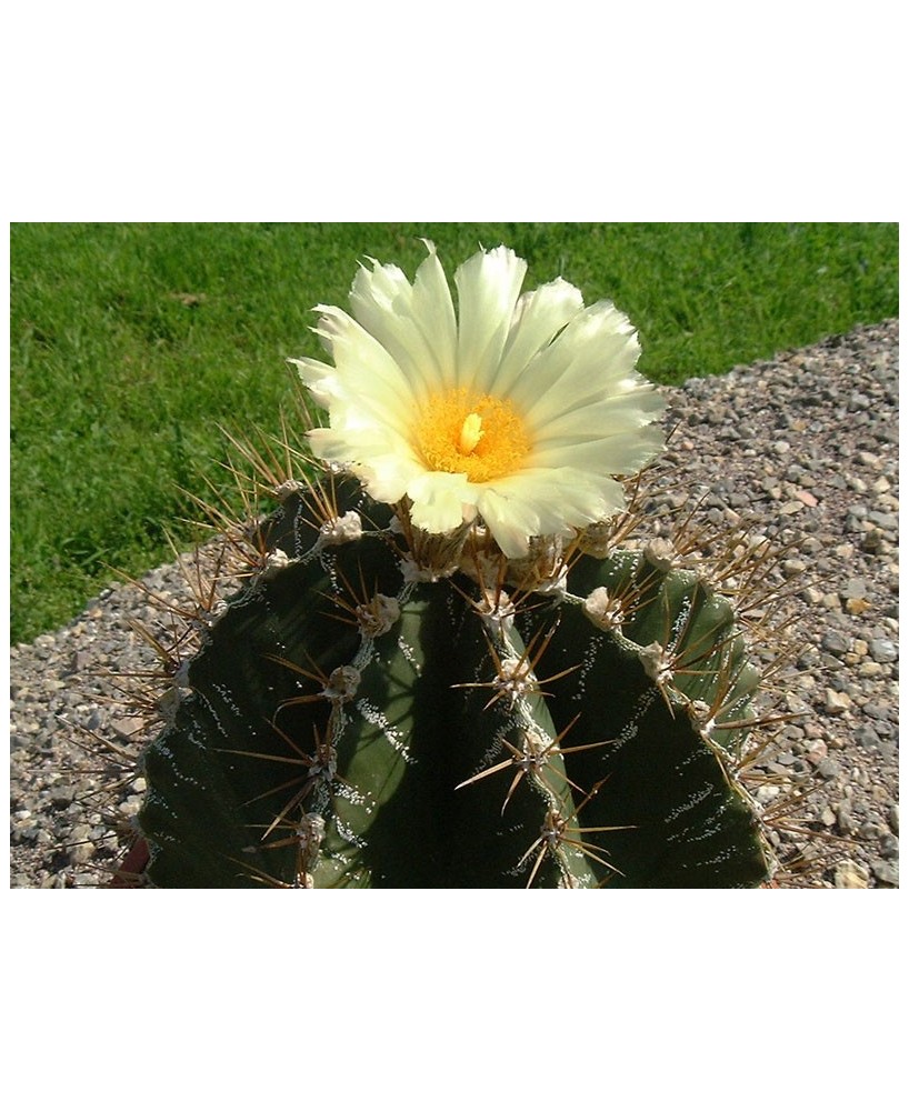 Kuentz-cactus  - Astrophytum ornatum - Pot  5 cm