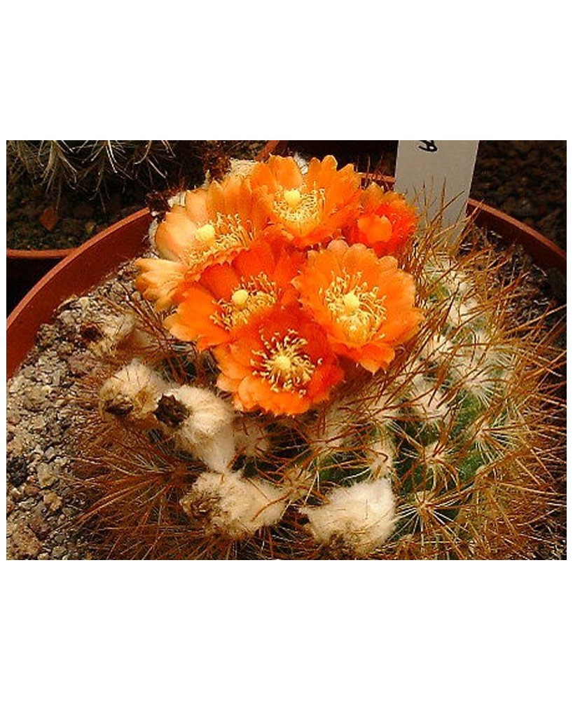 Kuentz-cactus  - Parodia procera (subtilihamata) - Pot  6 cm