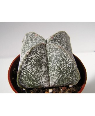 Kuentz-cactus  - Astrophytum myriostigma fma. quadricostata - Pot  6 cm