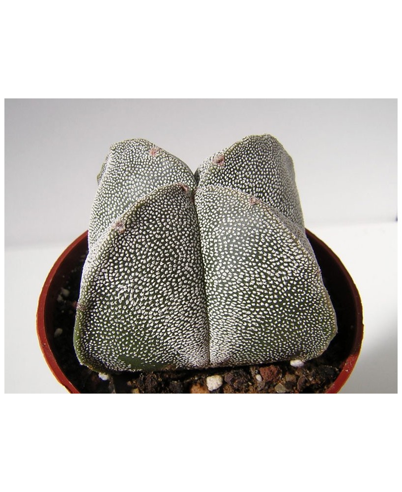Kuentz-cactus  - Astrophytum myriostigma fma. quadricostata - Pot  6 cm