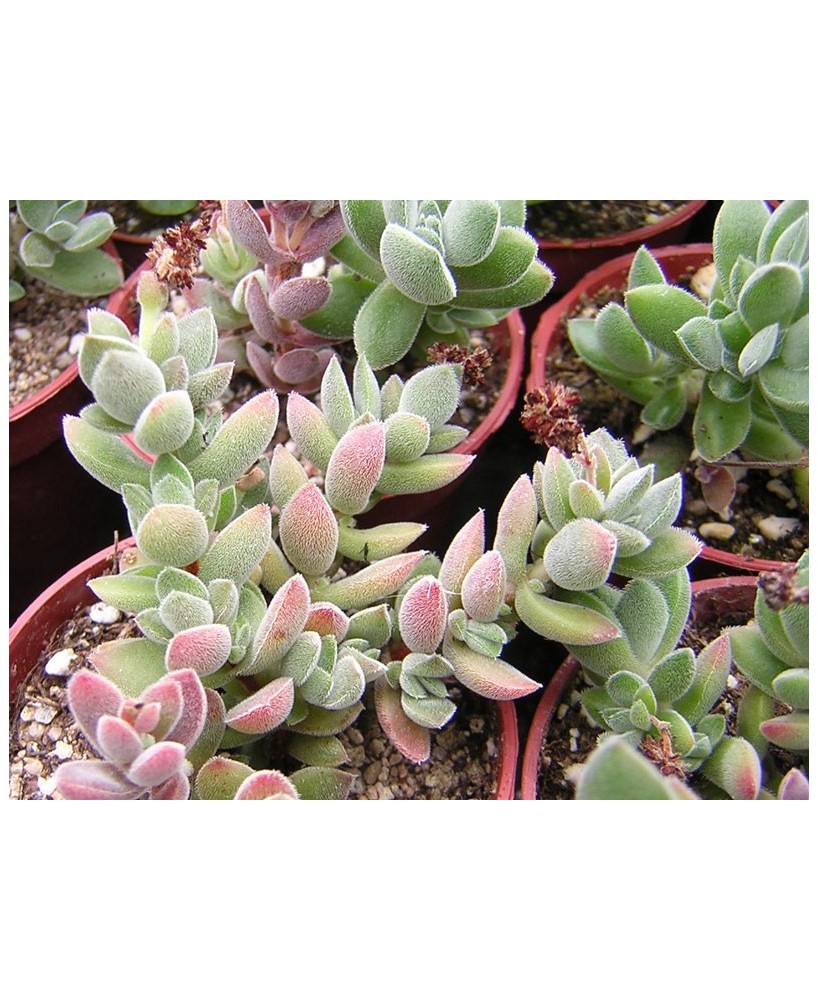Kuentz-cactus  - Crassula lanuginosa - Pot  8 cm