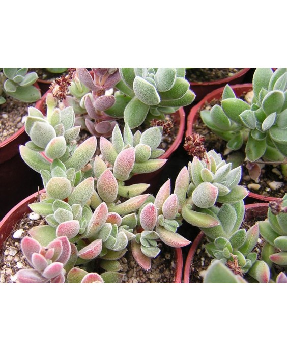 Kuentz-cactus  - Crassula lanuginosa - Pot  8 cm