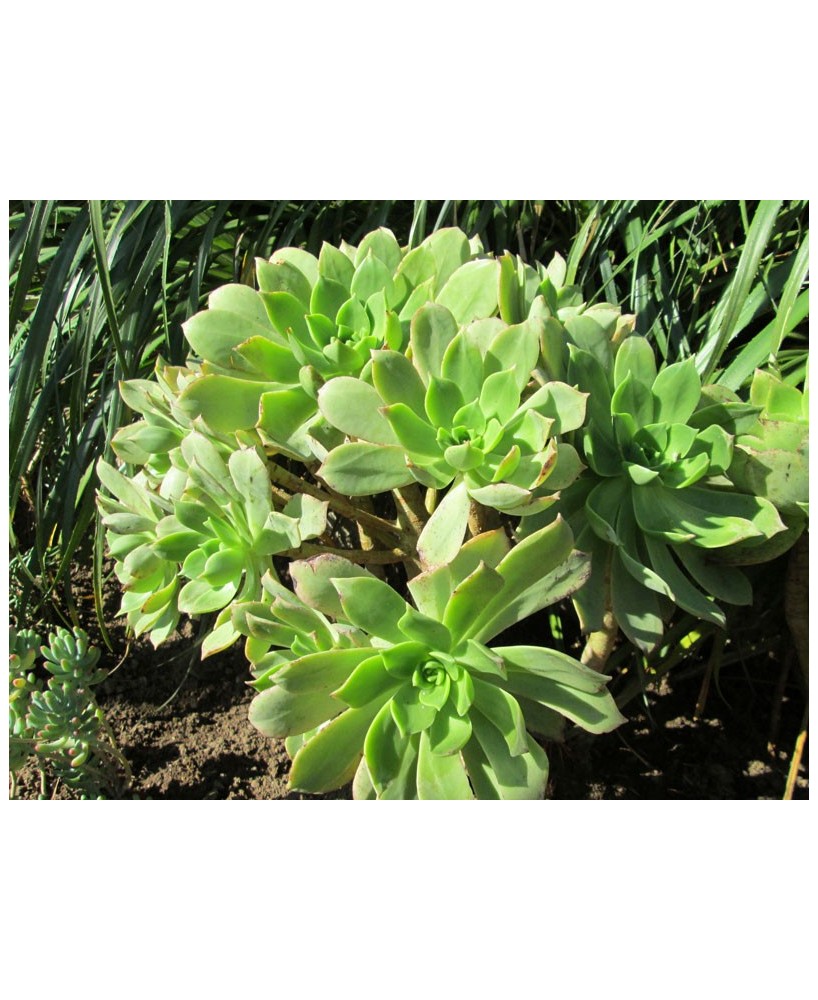 Kuentz-cactus  - Aeonium lancerottense - Pot 10 cm