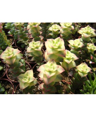 Kuentz-cactus  - Crassula perforata 'Variegata' - Pot  6 cm