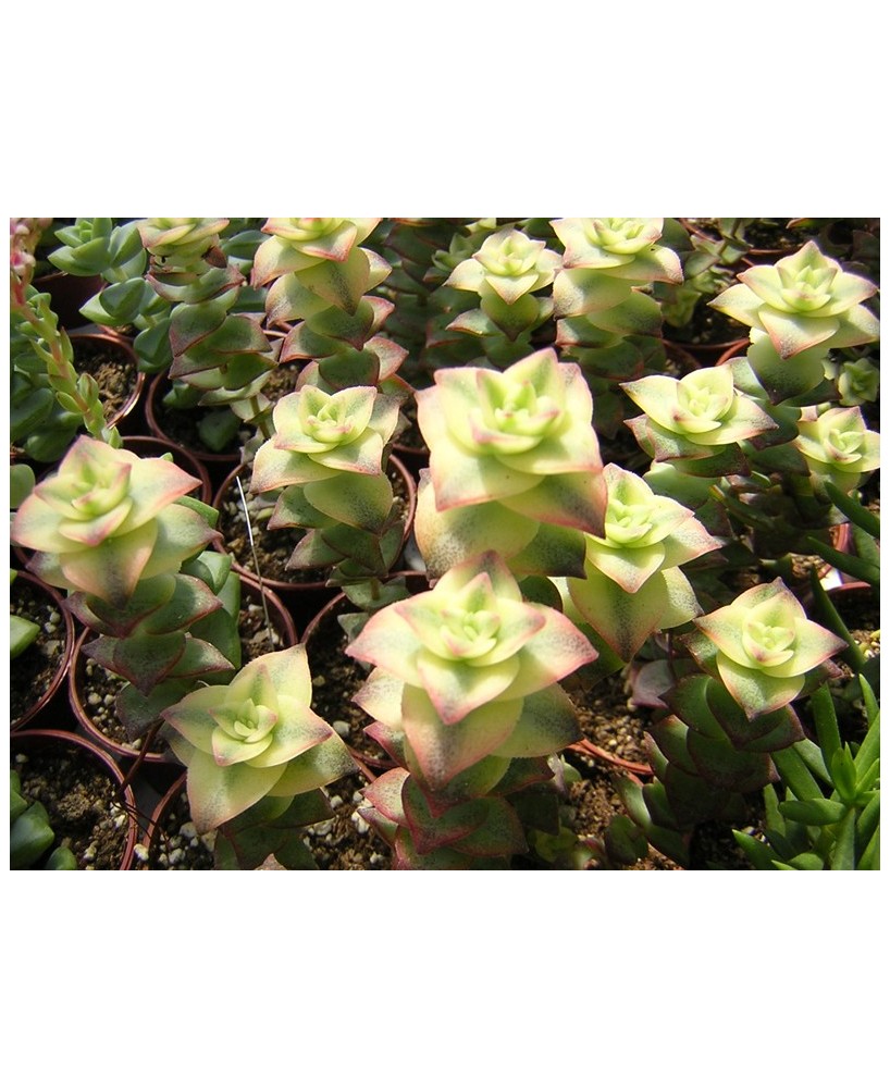 Kuentz-cactus  - Crassula perforata 'Variegata' - Pot  6 cm
