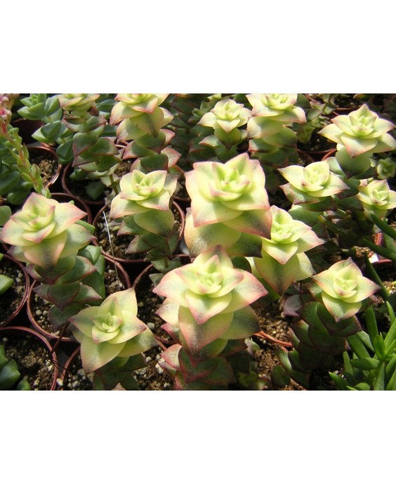 Kuentz-cactus  - Crassula perforata 'Variegata' - Pot  6 cm