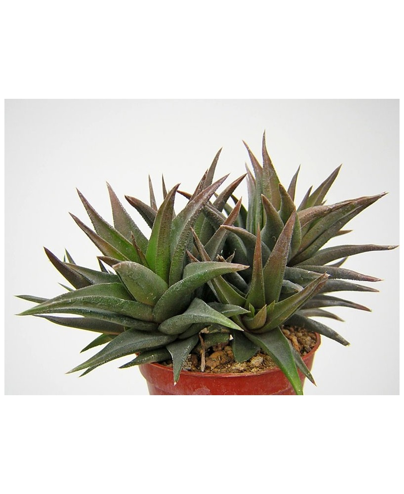 Kuentz-cactus  - Haworthia glabrata x viscosa - Pot  6 cm