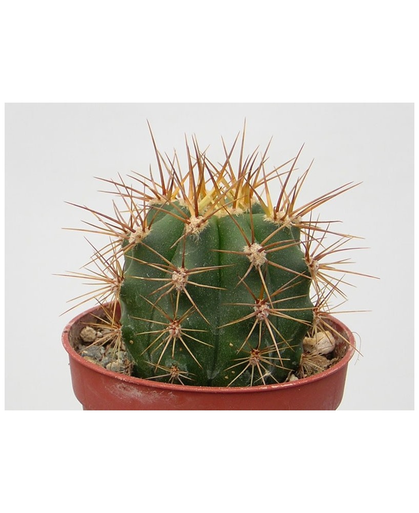 Kuentz-cactus  - Echinopsis terscheckii (Trichocereus terscheckii) - Pot 12 cm
