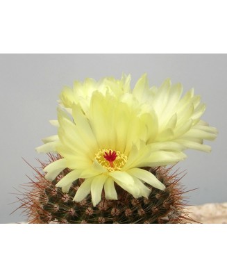 Kuentz-cactus  - Parodia erubescens (Notocactus schlosseri) - Pot  5 cm
