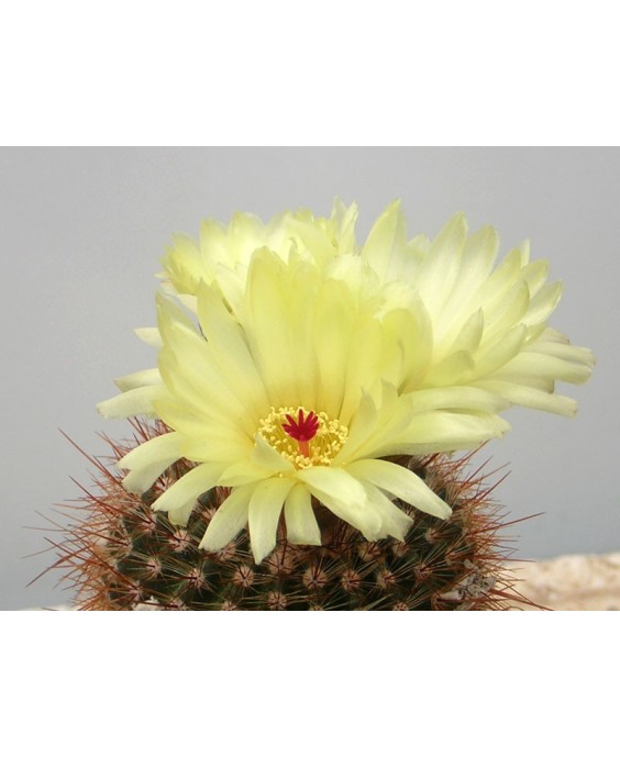 Kuentz-cactus  - Parodia erubescens (Notocactus schlosseri) - Pot  5 cm