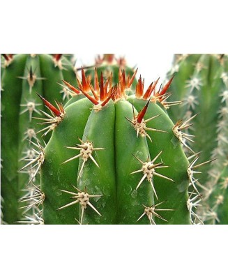 Kuentz-cactus  - Pachycereus pecten-aboriginum - Pot  8 cm