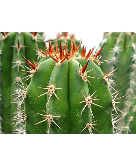 Kuentz-cactus  - Pachycereus pecten-aboriginum - Pot  8 cm