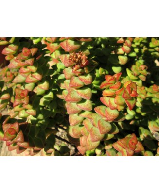 Kuentz-cactus  - Crassula rupestris - Pot  5 cm