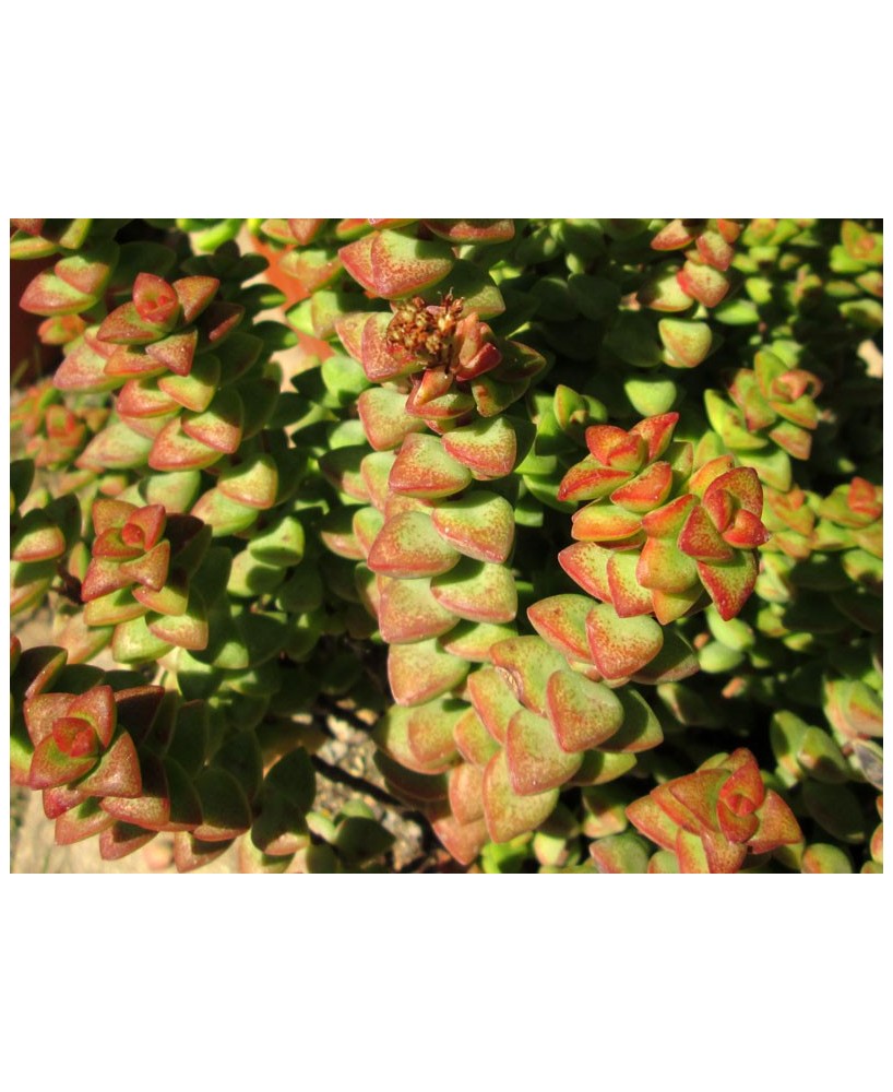 Kuentz-cactus  - Crassula rupestris - Pot  5 cm