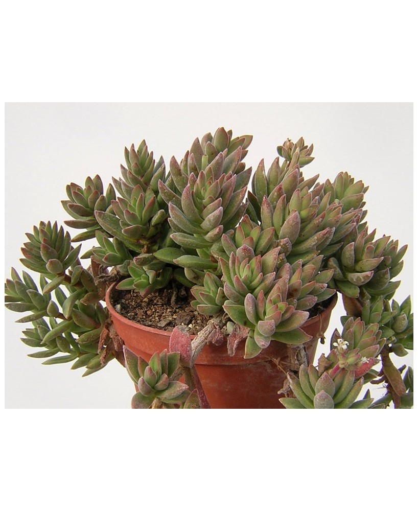 Kuentz-cactus  - Crassula ausensis (C. littlewoodii) - Pot  5 cm