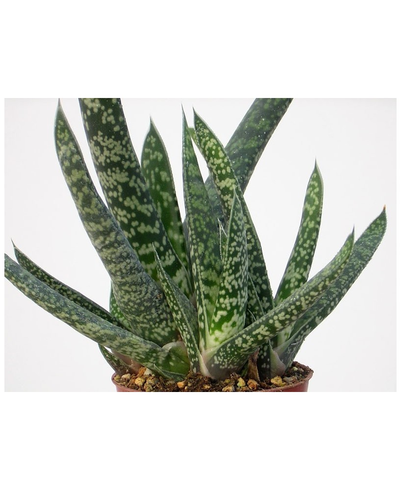 Kuentz-cactus  - Gasteria bicolor 'Caespitosa' - Pot 10 cm