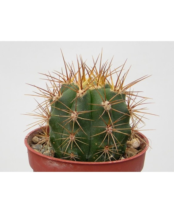Kuentz-cactus  - Echinopsis terscheckii (Trichocereus terscheckii) - Pot 14 cm