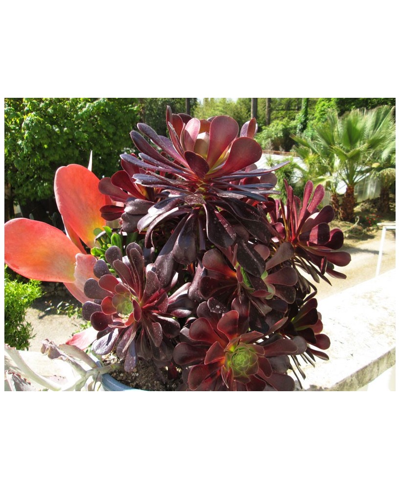 Kuentz-cactus  - Aeonium 'Velour' - Pot 10 cm