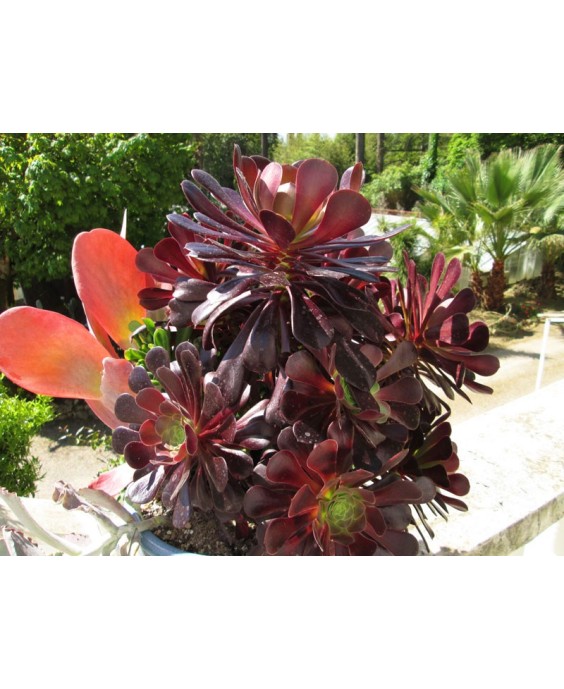 Kuentz-cactus  - Aeonium 'Velour' - Pot 10 cm