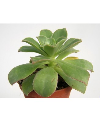 Kuentz-cactus  - Aeonium leucoblepharum - Pot 10 cm