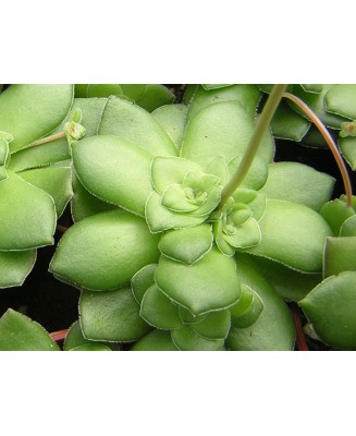 Kuentz-cactus  - Crassula orbicularis - Pot  5 cm