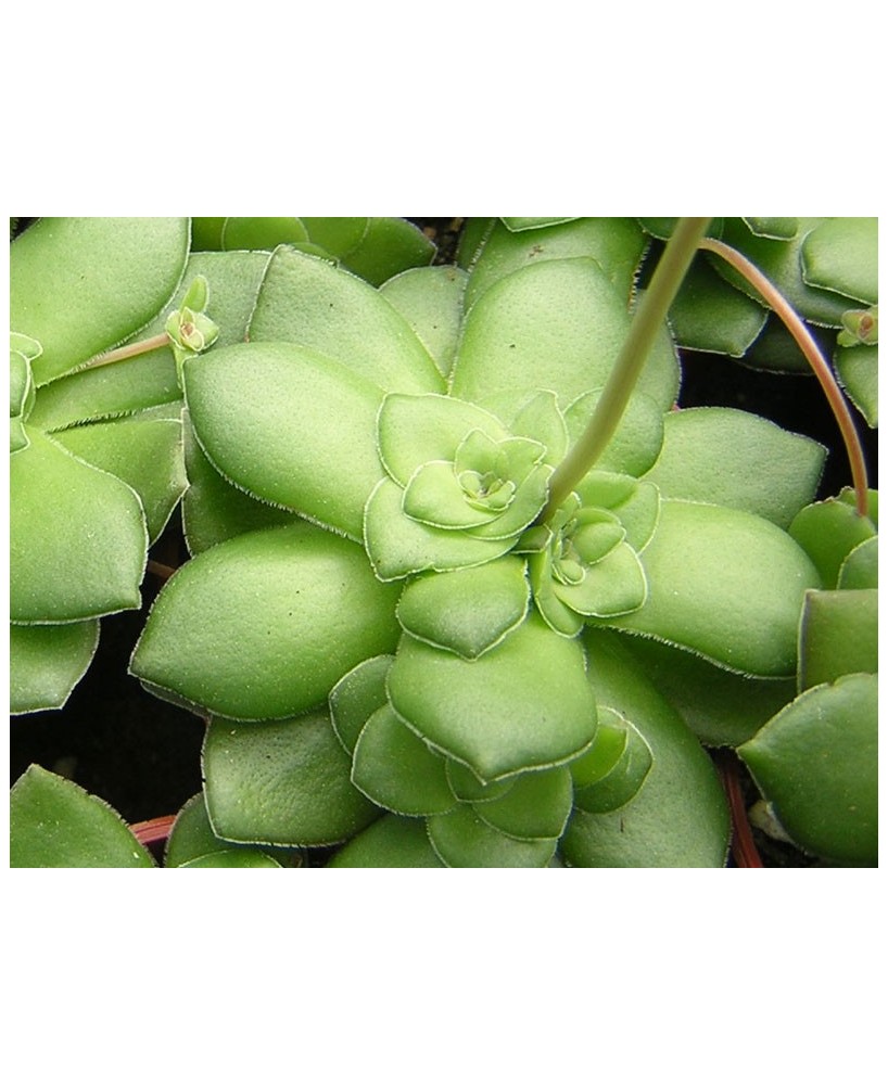 Kuentz-cactus  - Crassula orbicularis - Pot  5 cm