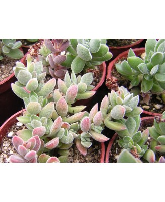 Kuentz-cactus  - Crassula lanuginosa - Pot  5 cm