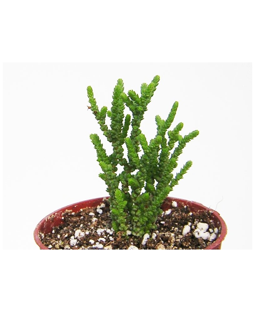 Kuentz-cactus  - Crassula lycopodioides v. obtusifolia - Pot  5 cm
