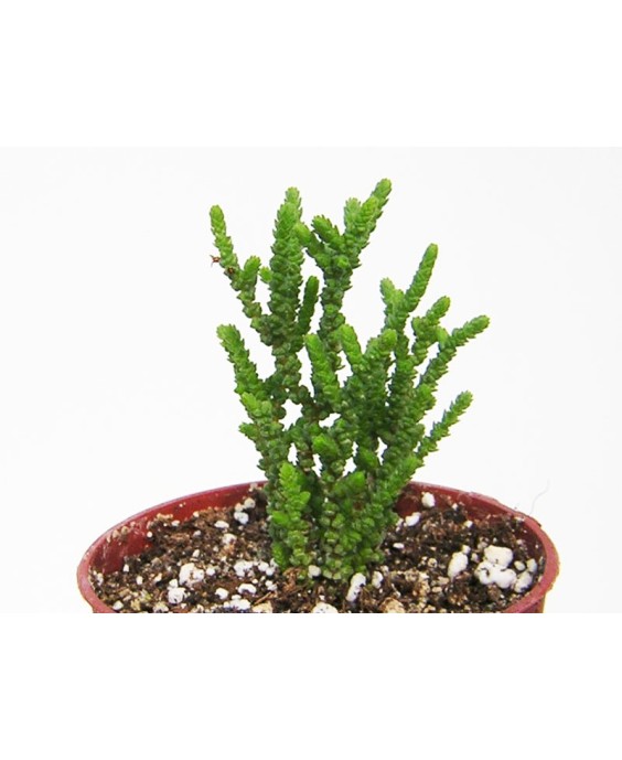 Kuentz-cactus  - Crassula lycopodioides v. obtusifolia - Pot  5 cm