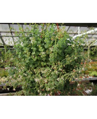 Kuentz-cactus  - Crassula cordata 'Glauca' - Pot  5 cm