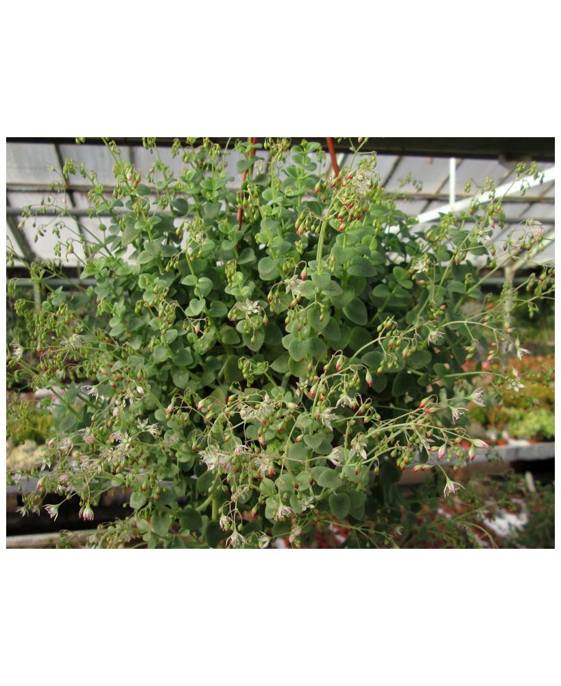 Kuentz-cactus  - Crassula cordata 'Glauca' - Pot  5 cm