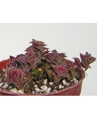 Kuentz-cactus  - Crassula capitella ssp. thyrsiflora (C. corymbulosa) - Pot  5 cm