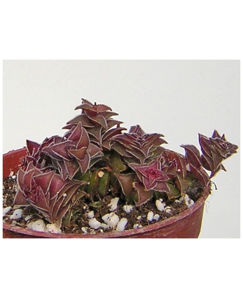 Kuentz-cactus  - Crassula capitella ssp. thyrsiflora (C. corymbulosa) - Pot  5 cm