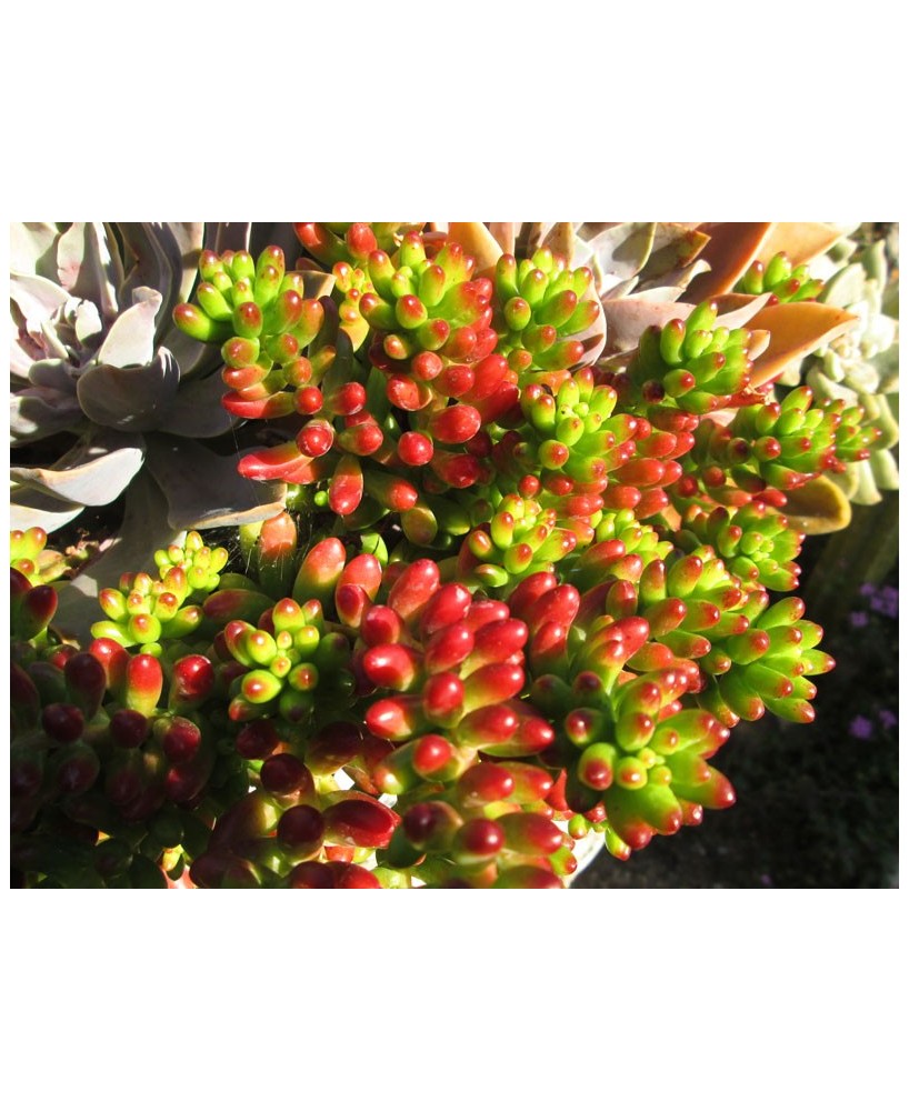 Kuentz-cactus  - Sedum x rubrotinctum - Pot  6 cm