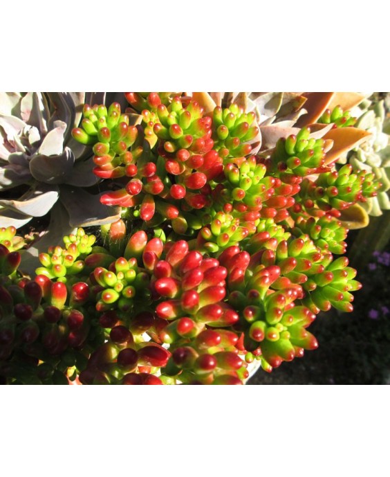 Kuentz-cactus  - Sedum x rubrotinctum - Pot  6 cm