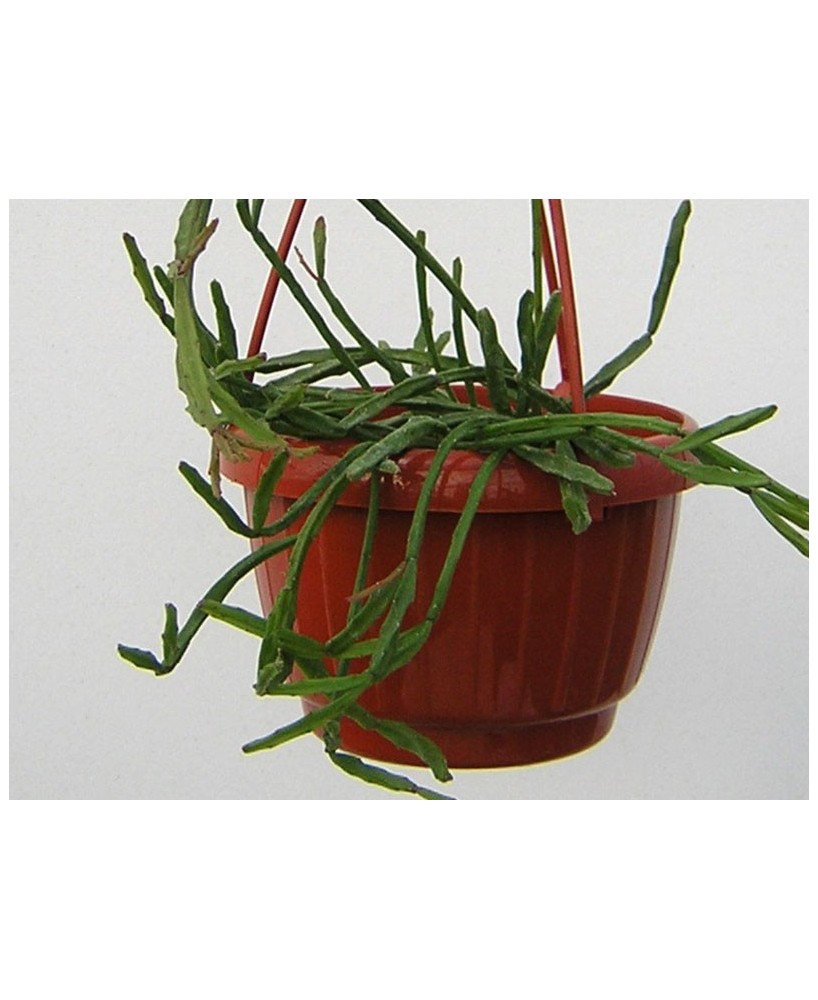 Kuentz-cactus  - Rhipsalis ewaldiana - Pot  8 cm