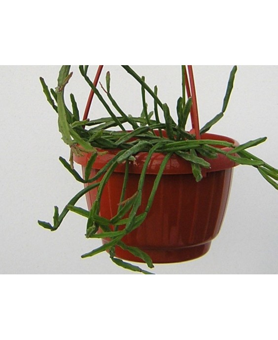 Kuentz-cactus  - Rhipsalis ewaldiana - Pot  8 cm