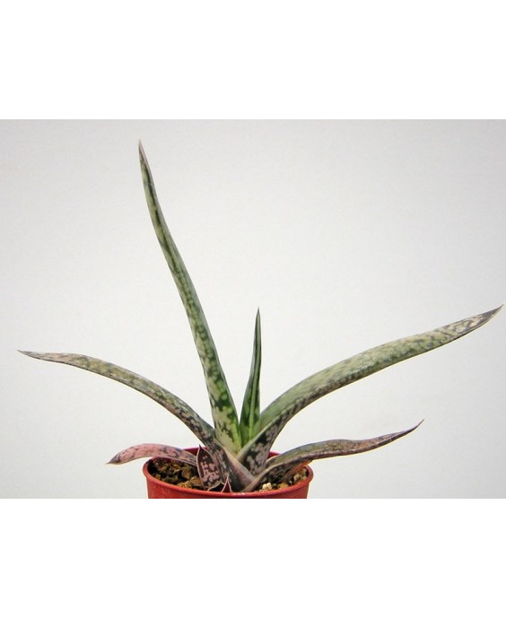Kuentz-cactus  - Gasteria bicolor 'Maculata' - Pot 12 cm